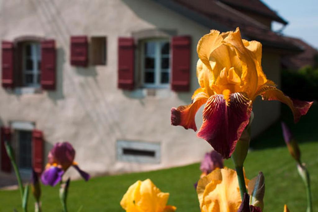 Bed and Breakfast La Belle Saison à Mollens  Extérieur photo